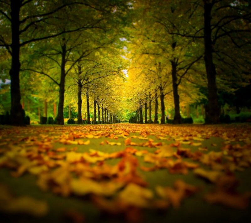 Autumn Leaf Path — Yellow, Serene