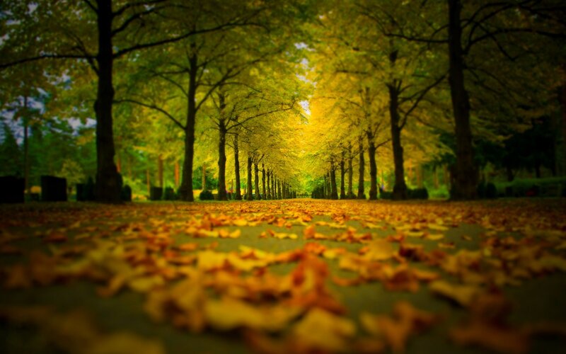 Autumn Leaf Path — Yellow