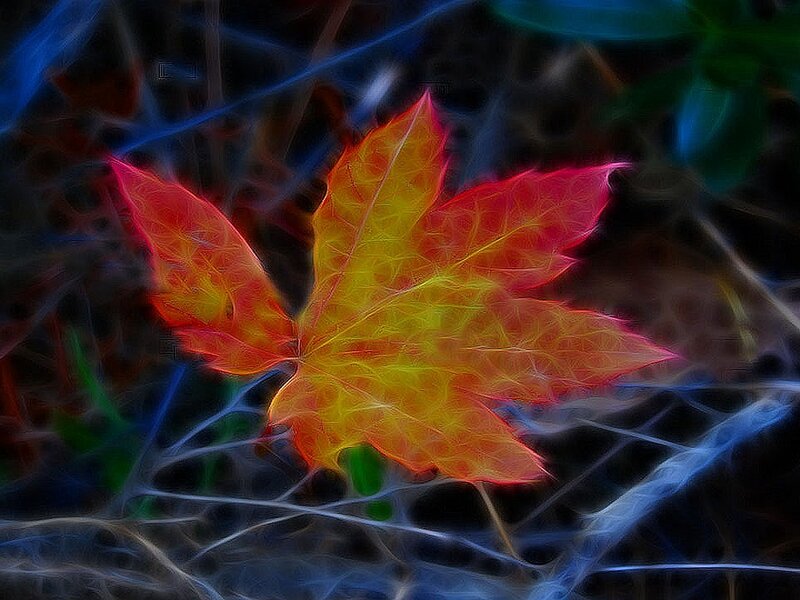Autumn Leaf