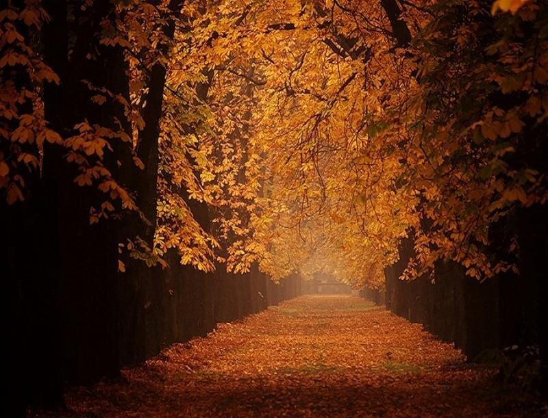 Autumn Leaf Tunnel — Orange