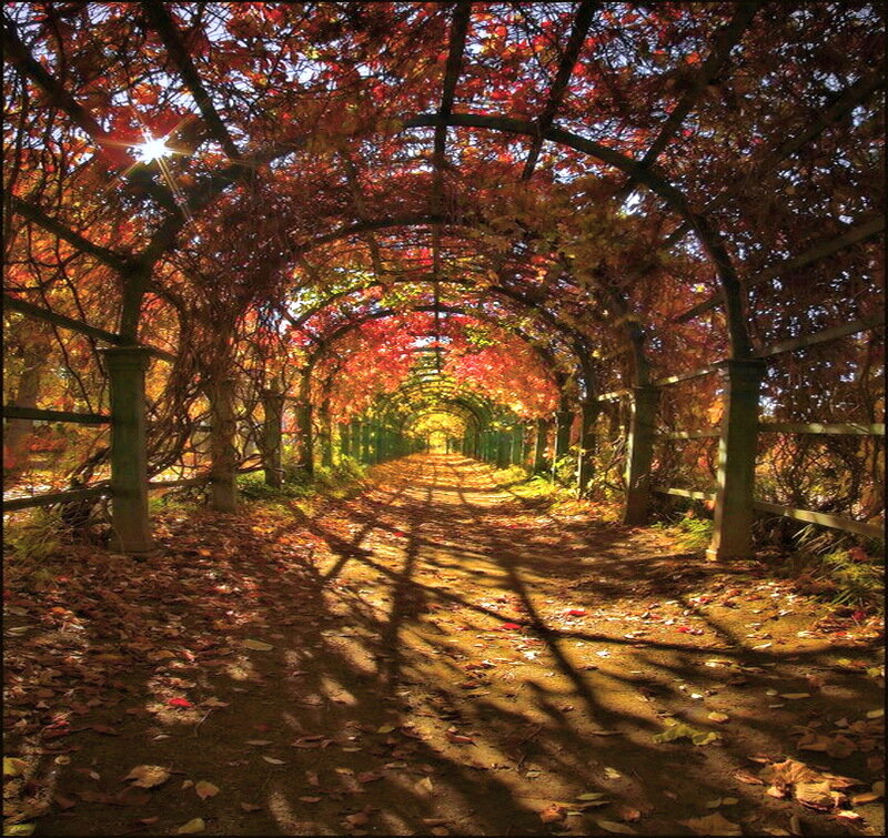 Autumn Leaf Tunnel — Red