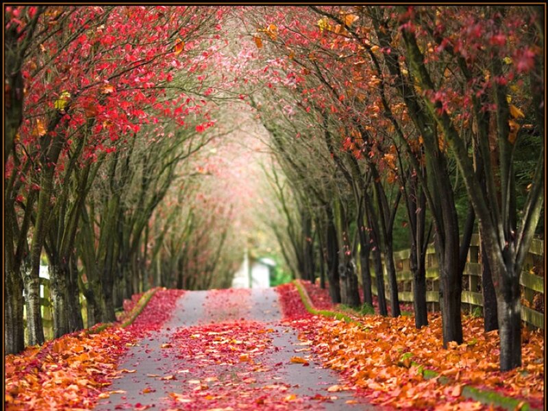 Autumn leaf tunnel