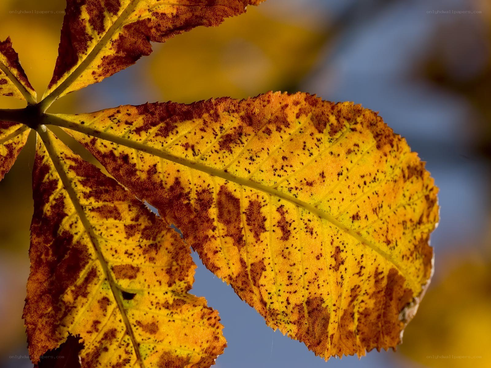Autumn leaf with brown spots