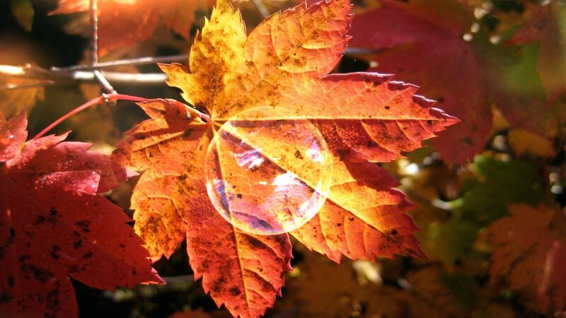 Autumn Leaf with Bubble