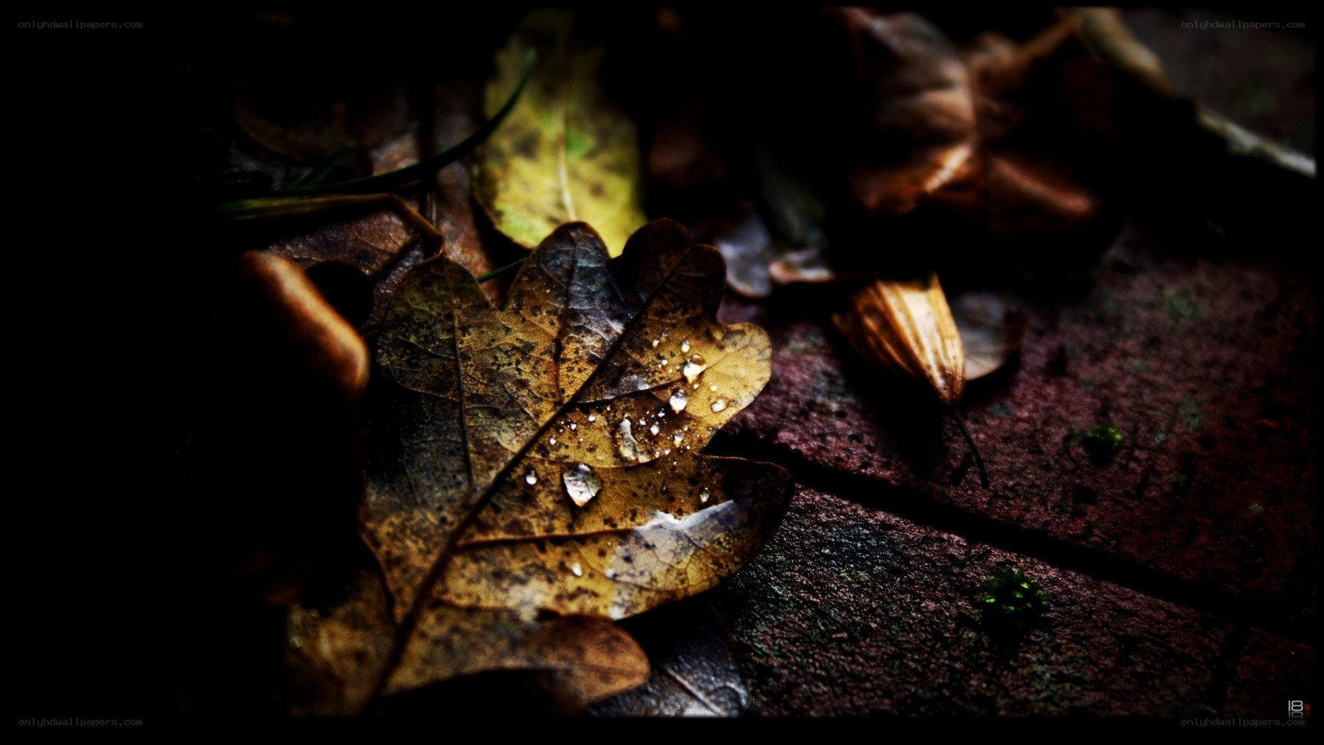 autumn leaf with dew drops