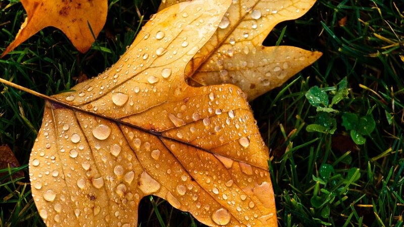 Autumn leaf with dew drops