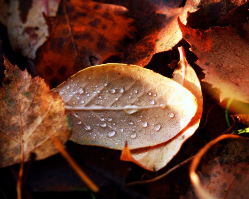 Autumn Leaf with Dew