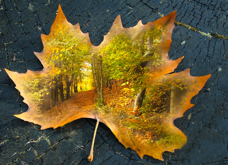 Autumn Leaf with Forest
