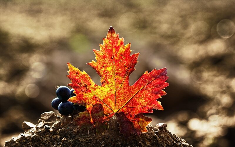 Autumn Leaf with Grapes