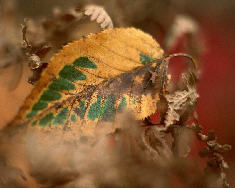 Autumn leaf with green patches