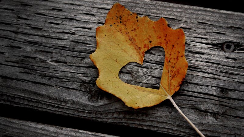 Autumn leaf with heart cutout