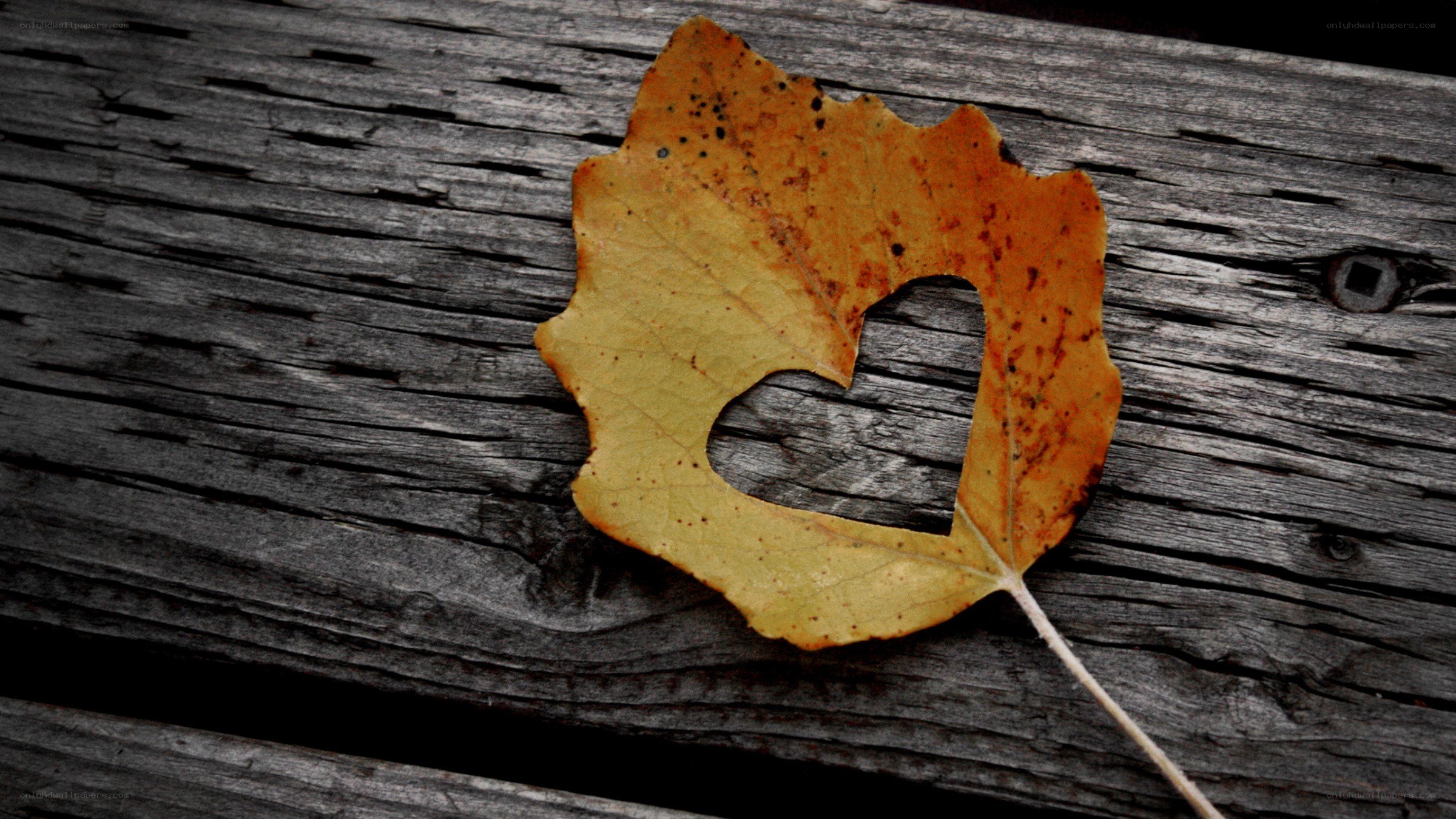 Autumn leaf with heart cutout