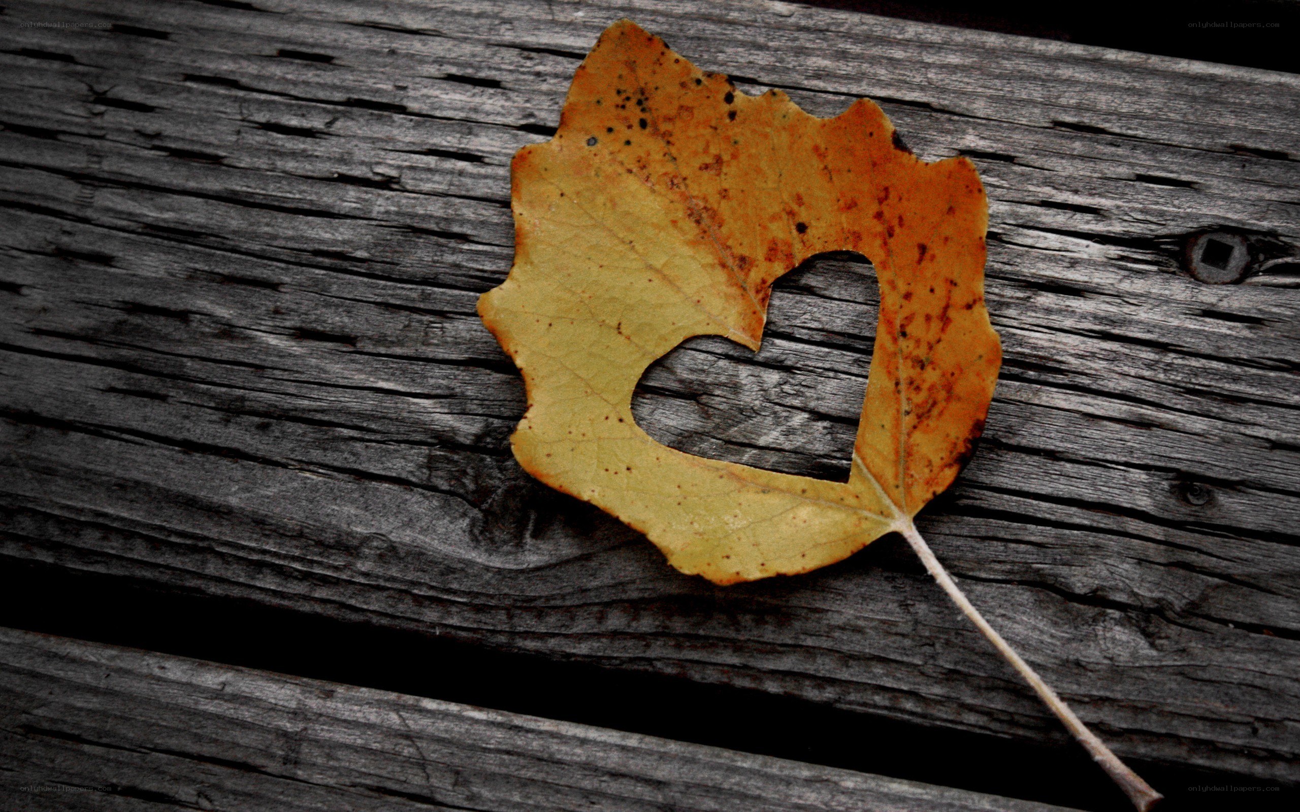 Autumn leaf with heart cutout