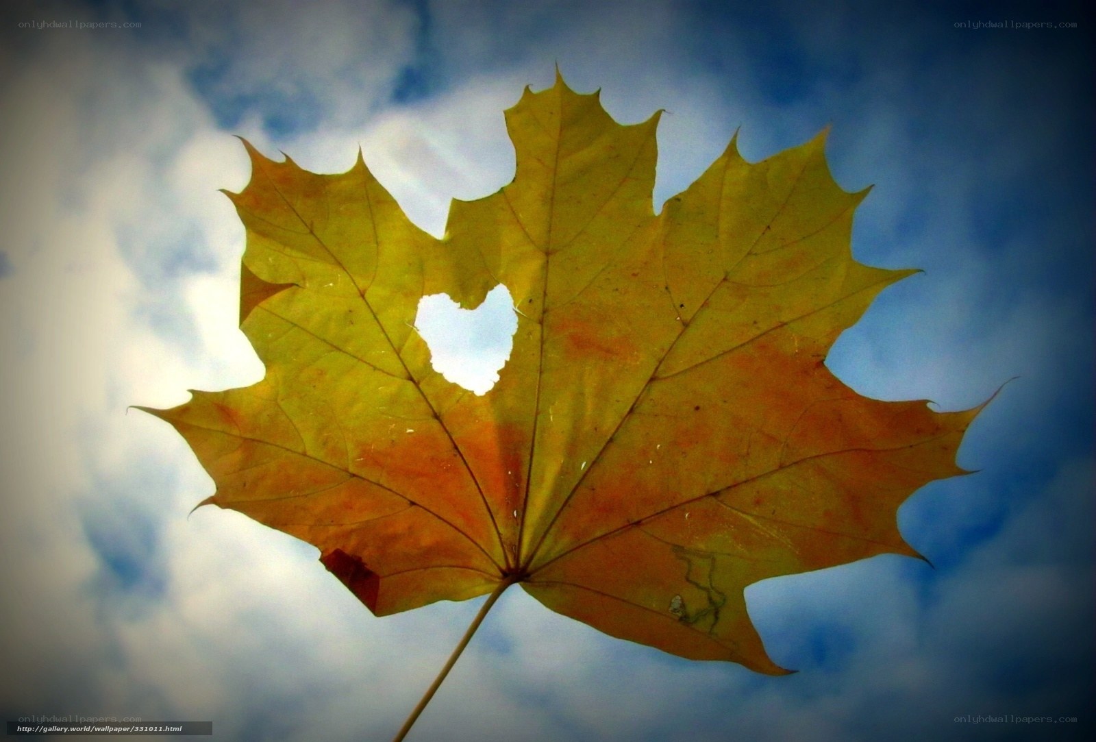 Autumn leaf with heart-shaped hole