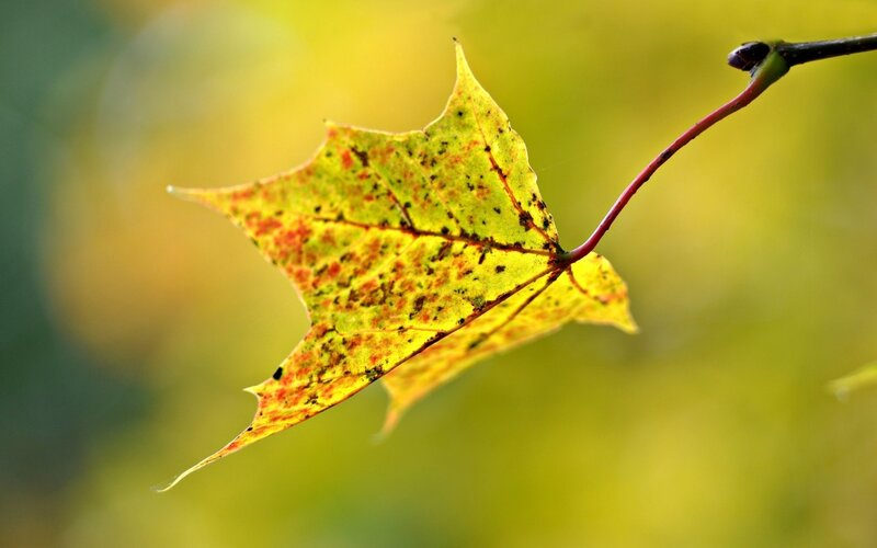 Autumn leaf with speckles