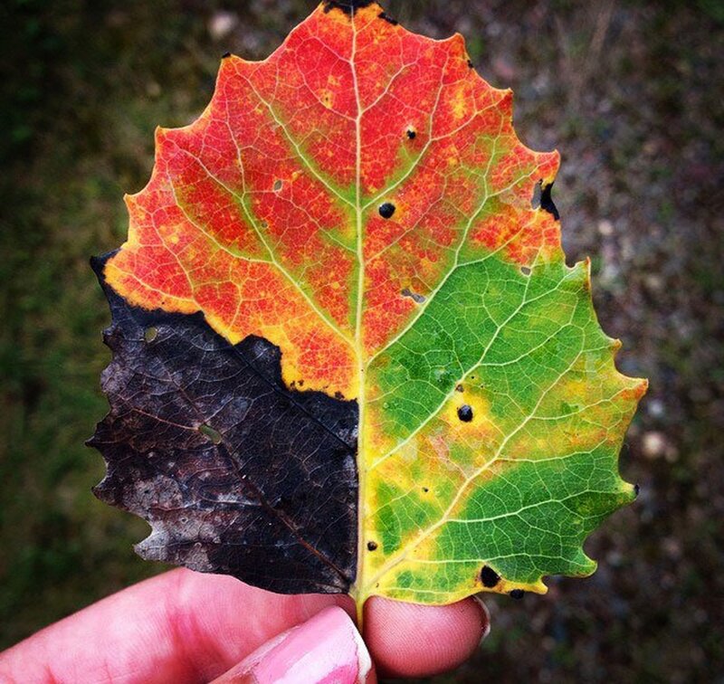 Autumn Leaf with Spots — Red