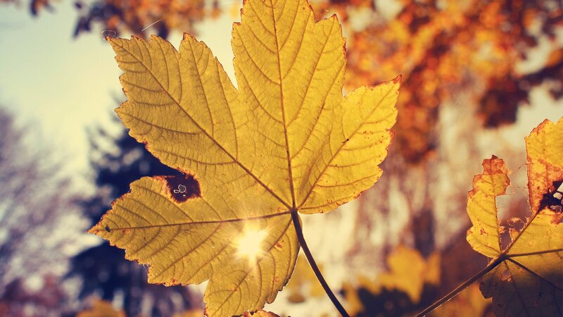autumn leaf with sun flare