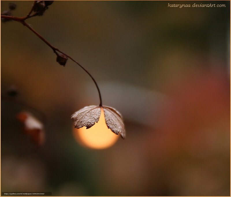 autumn leaf with sun glow