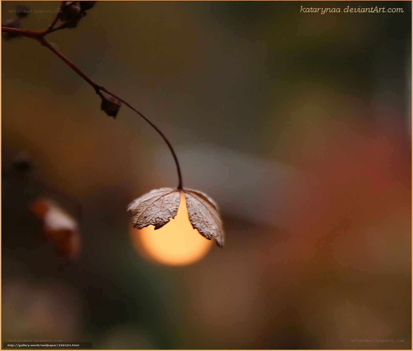 autumn leaf with sun glow