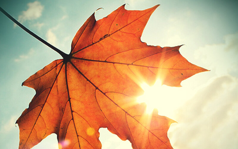 autumn leaf with sun