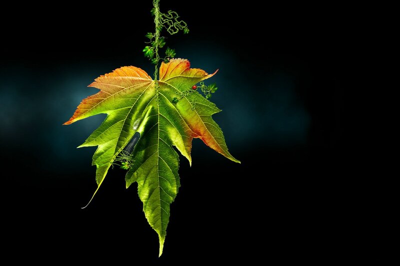 Autumn Leaf with Vine — Green