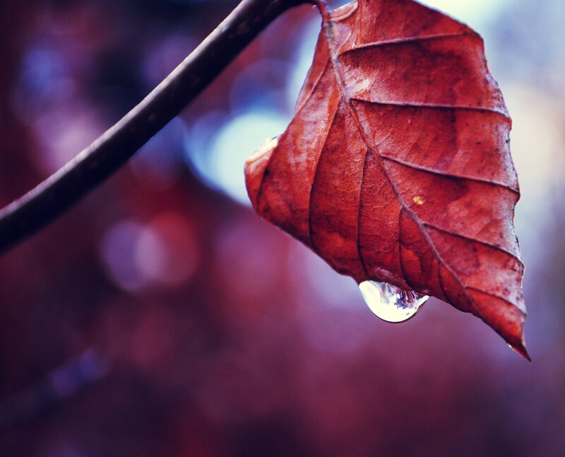 Autumn leaf with water droplet