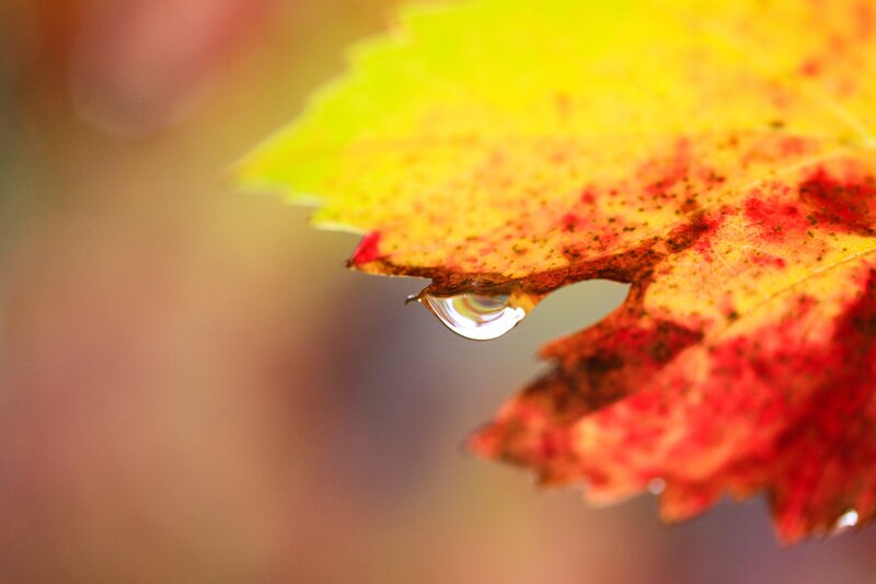 Autumn Leaf with Water Droplet — Yellow