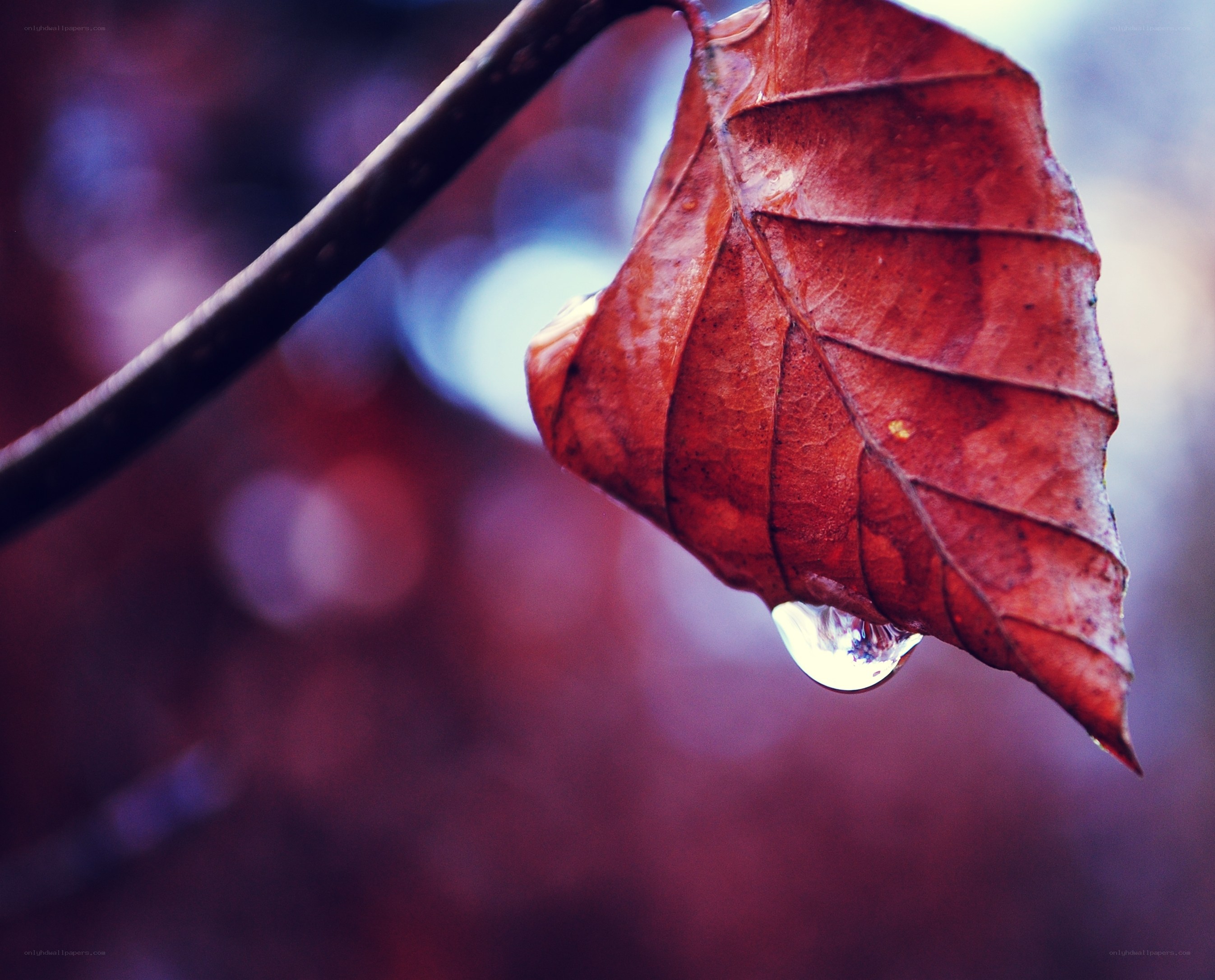 Autumn leaf with water droplet