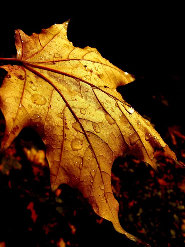 Autumn leaf with water droplets