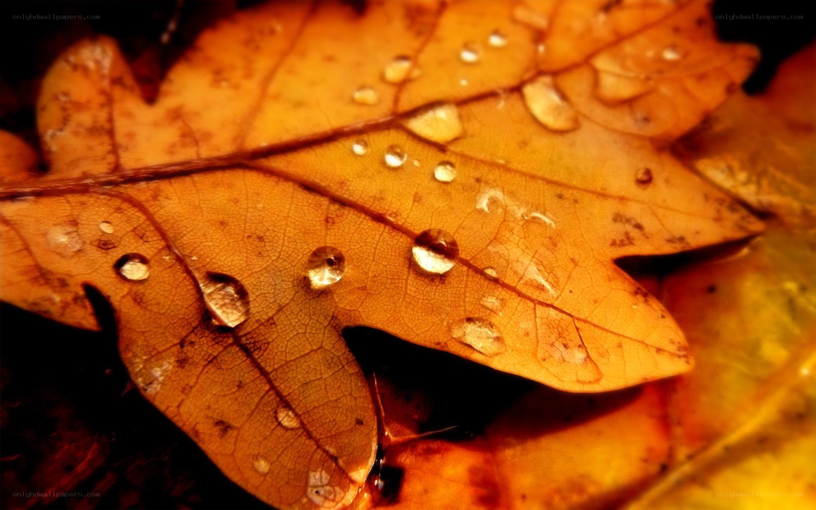 Autumn leaf with water droplets