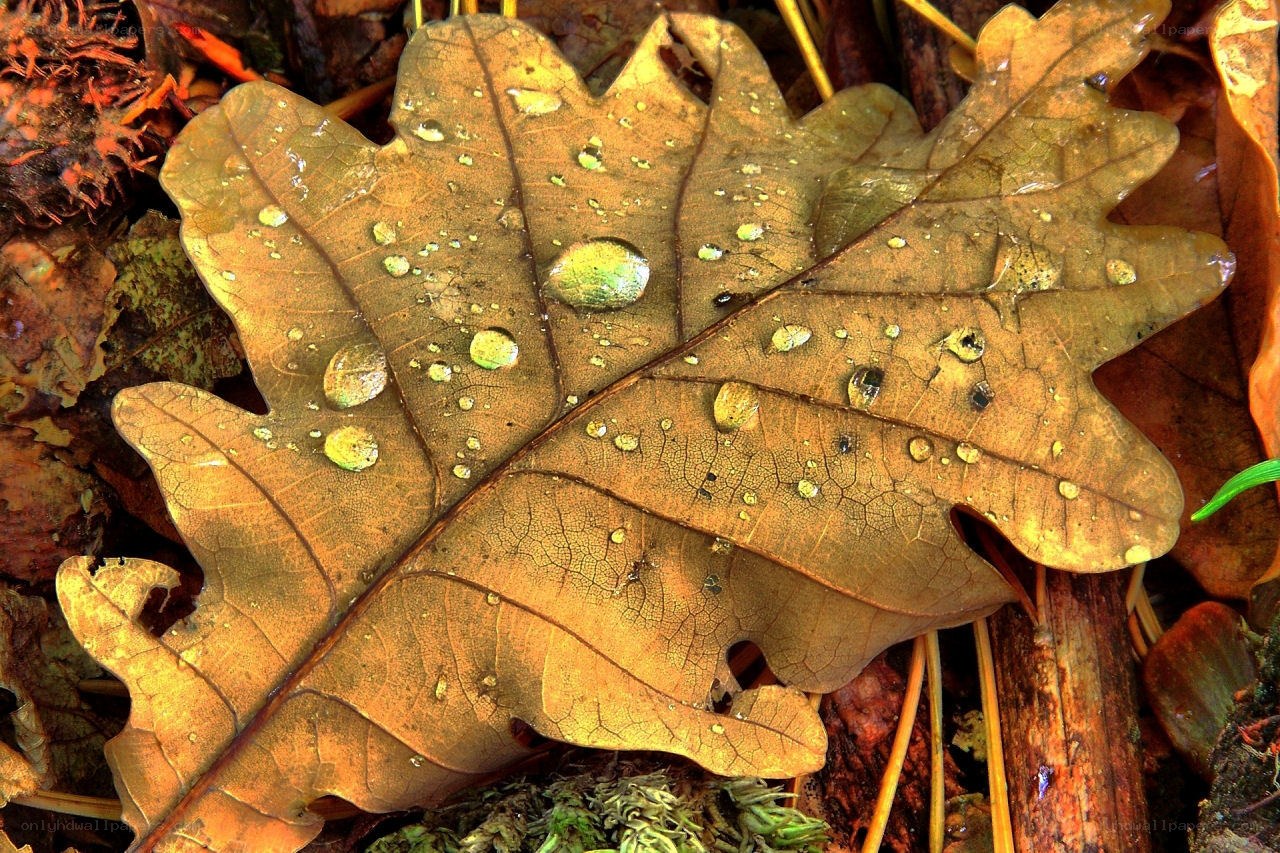 Autumn leaf with water droplets