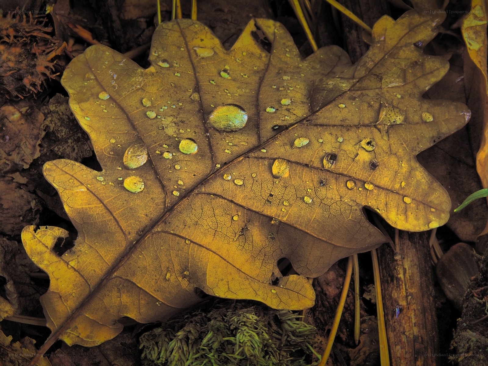 Autumn leaf with water droplets