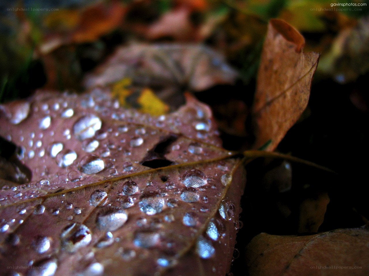Autumn leaf with water droplets