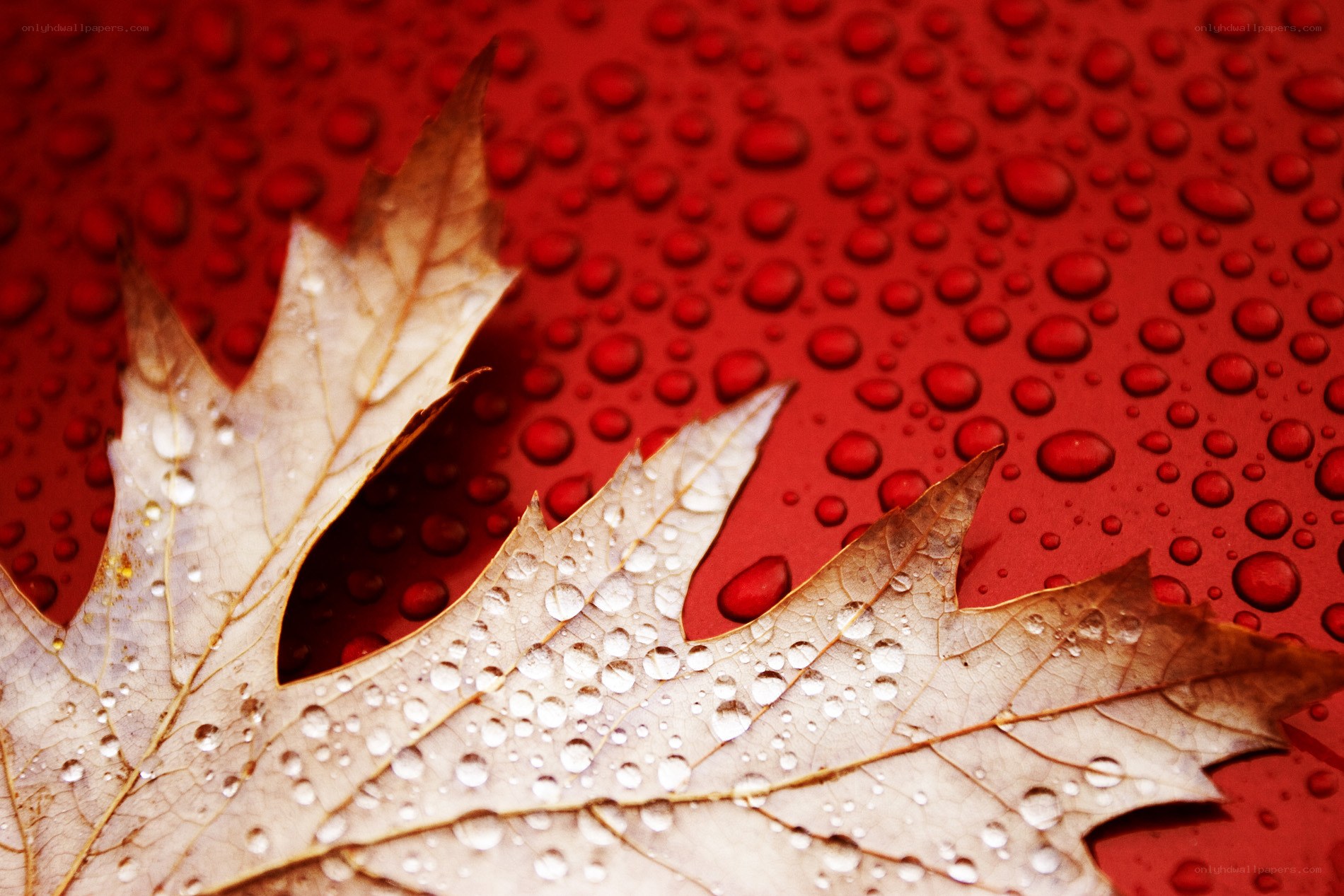 Autumn leaf with water droplets