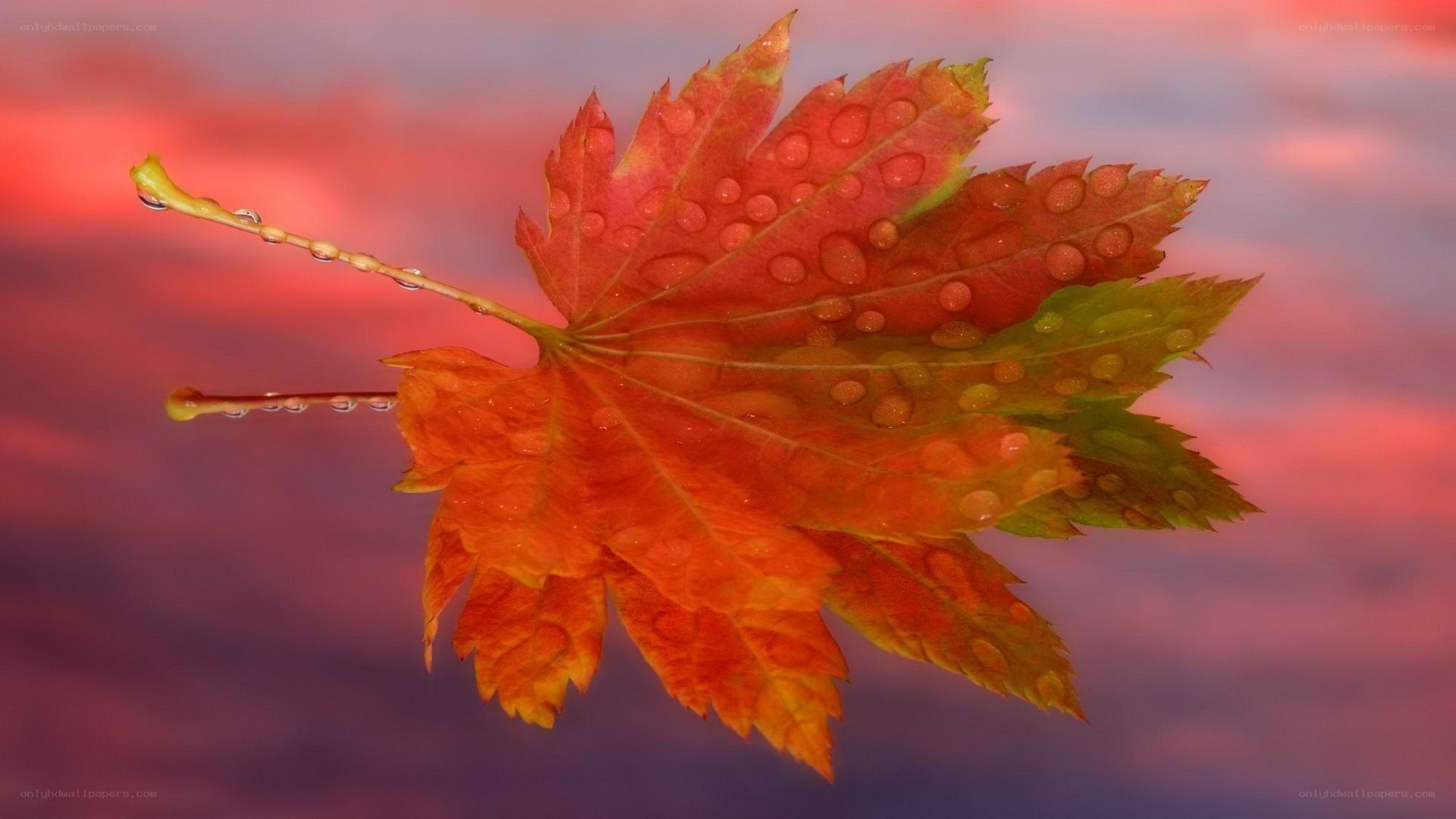 autumn leaf with water droplets