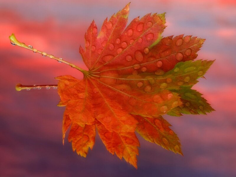 Autumn leaf with water droplets