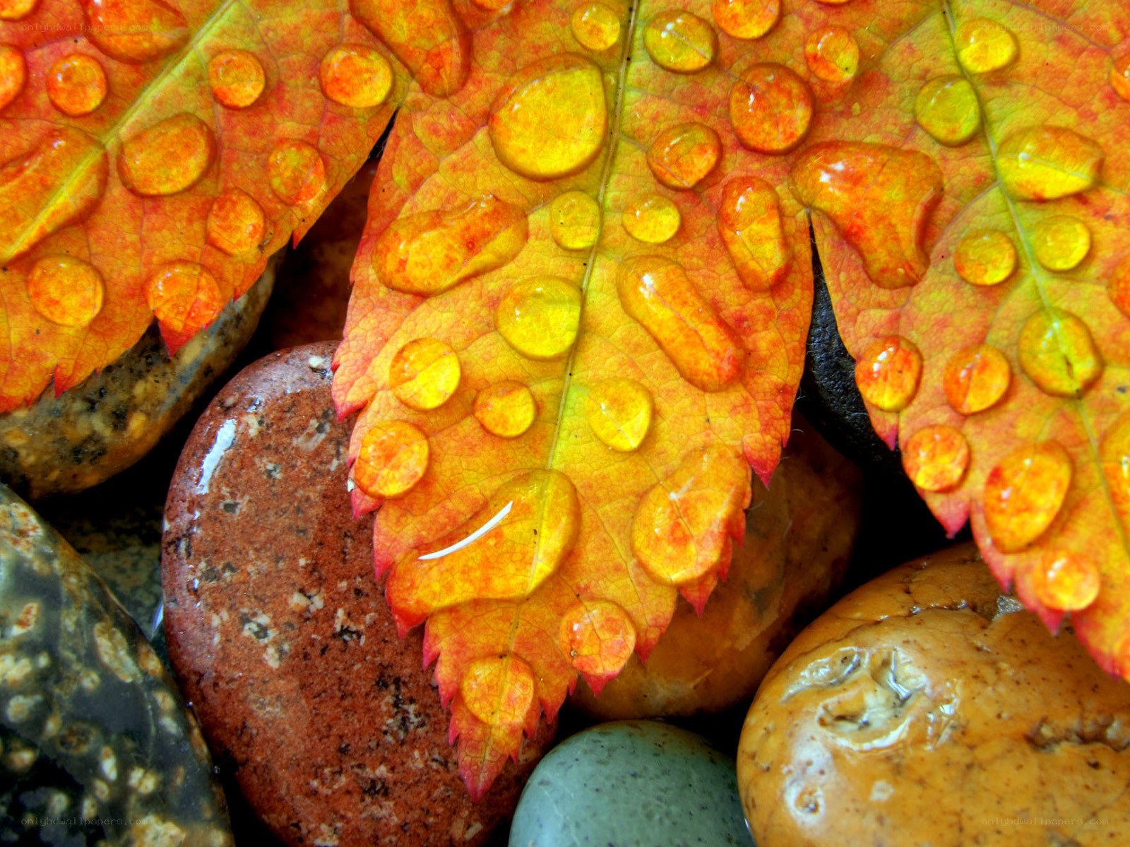 Autumn leaf with water droplets
