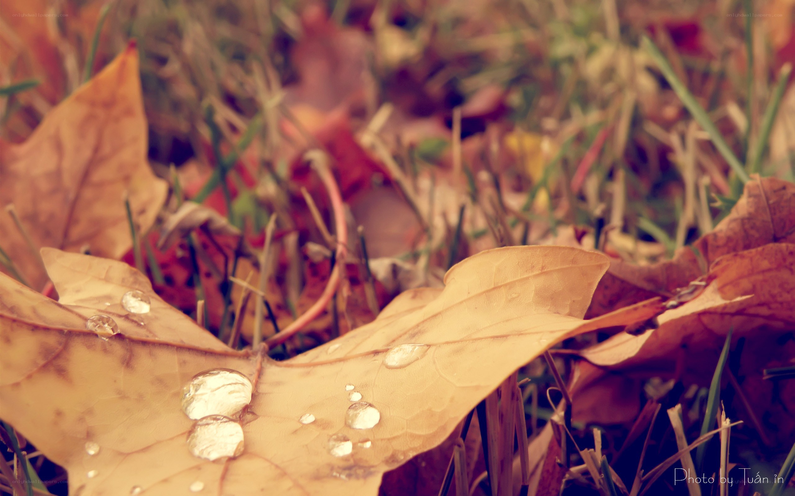 Autumn leaf with water droplets