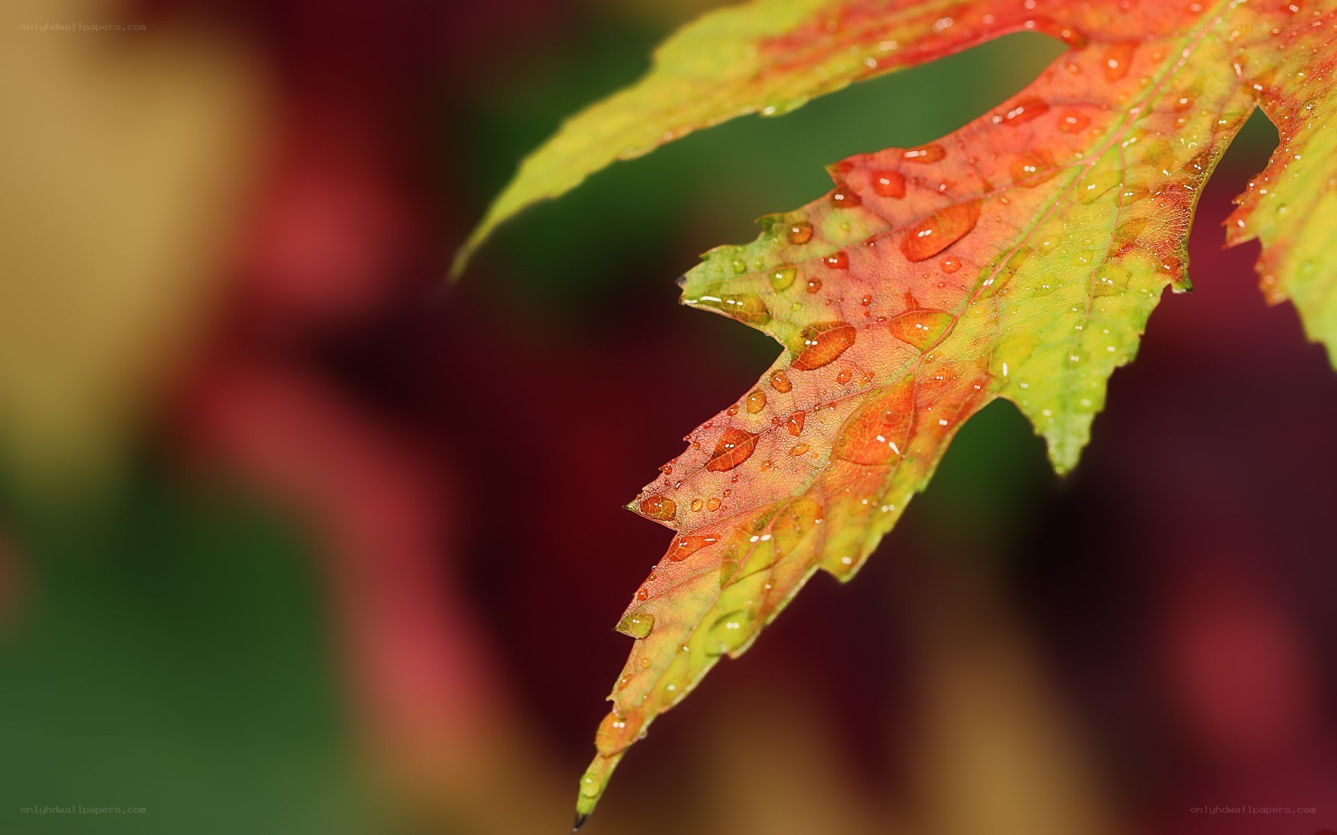 Autumn leaf with water droplets