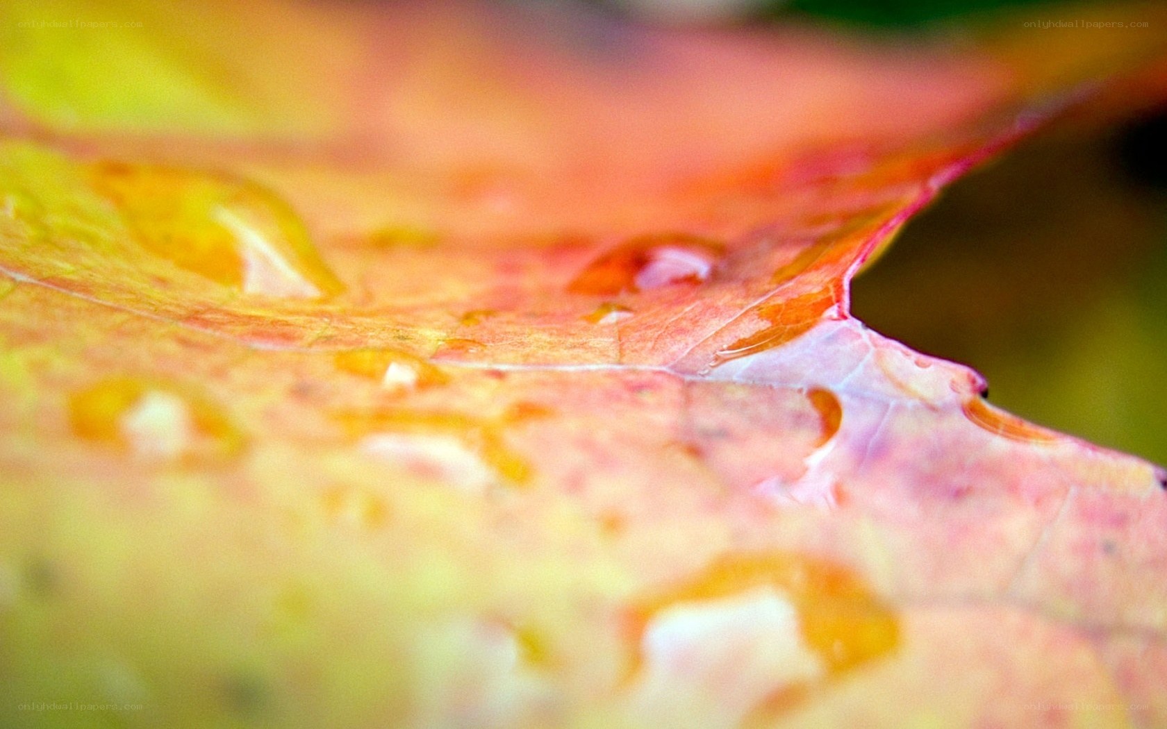 Autumn leaf with water droplets