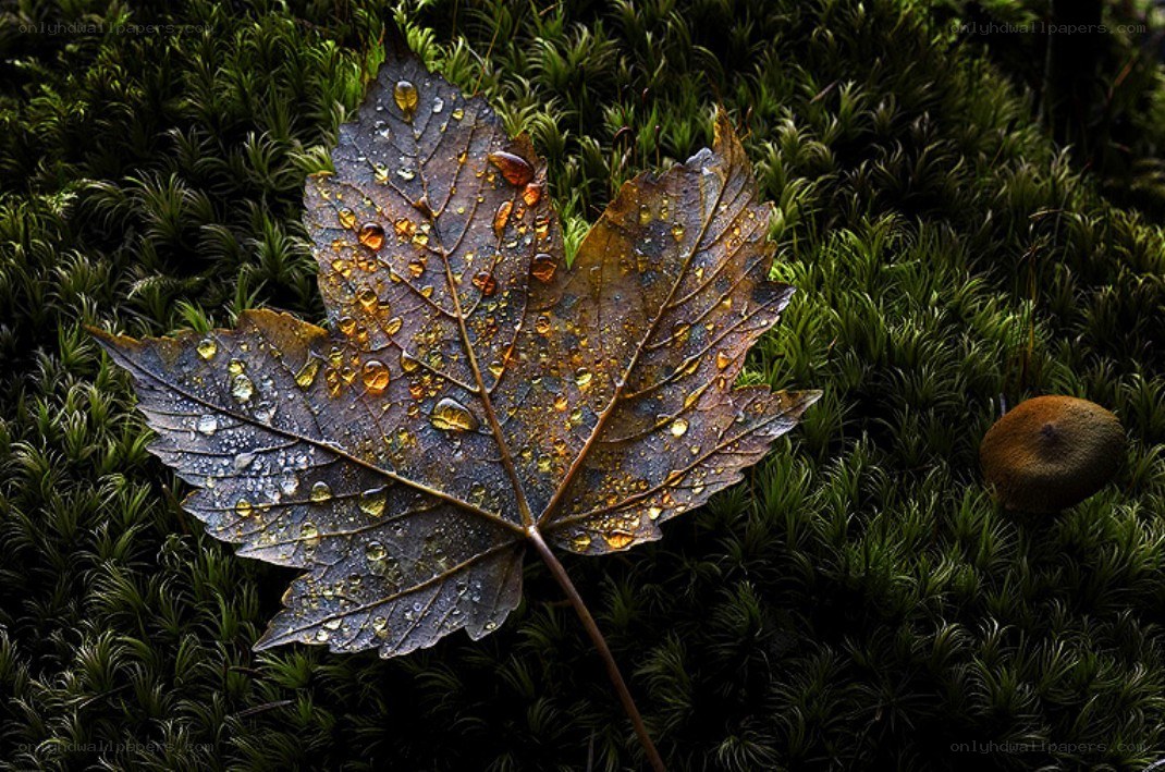 Autumn leaf with water droplets
