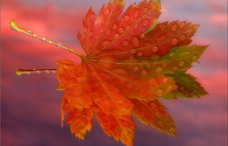 Autumn leaf with water droplets