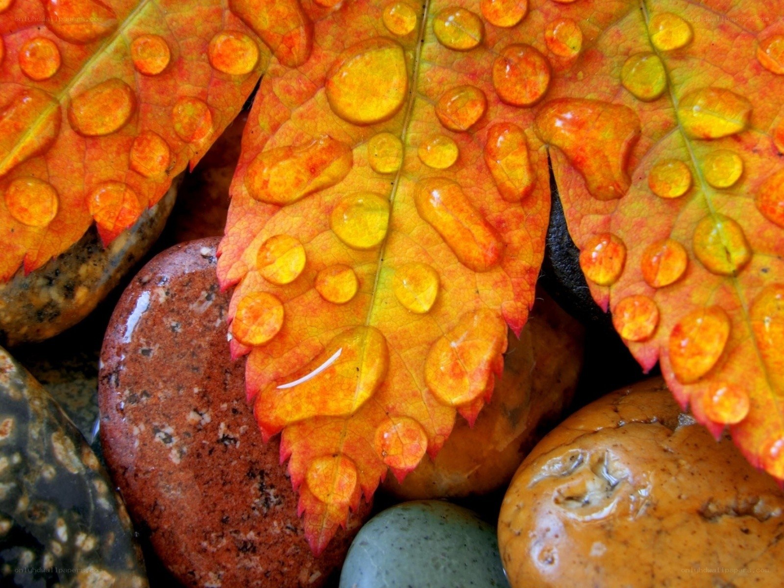 Autumn leaf with water droplets