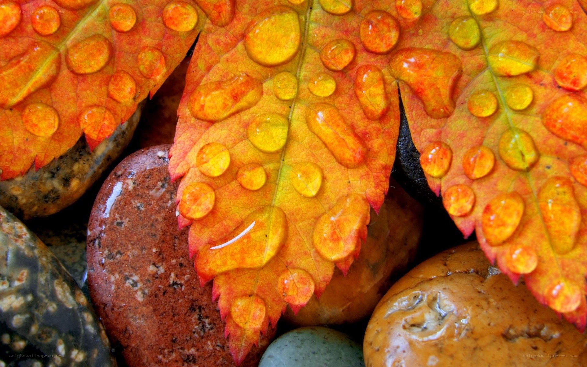 Autumn leaf with water droplets