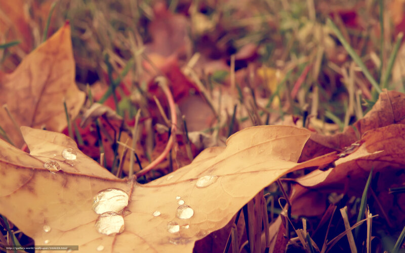 Autumn Leaf with Water Droplets — Brown, Calm