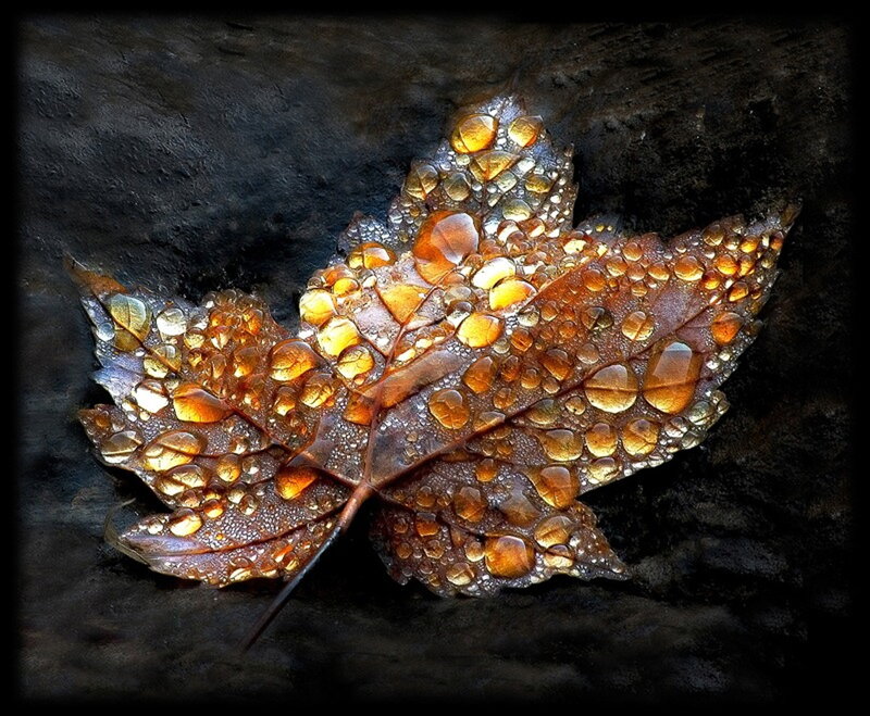 Autumn Leaf with Water Droplets — Brown, Dramatic, Photograph