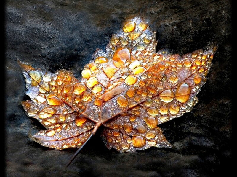 Autumn Leaf with Water Droplets — Brown, Dramatic, Photograph, Water Droplets