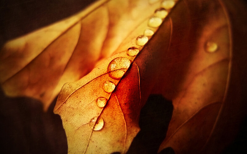 Autumn Leaf with Water Droplets — Brown, Dramatic, Photograph, Water Droplets, Veins