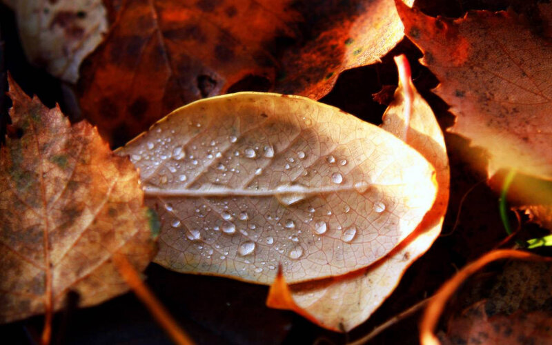 Autumn Leaf with Water Droplets — Brown, Serene
