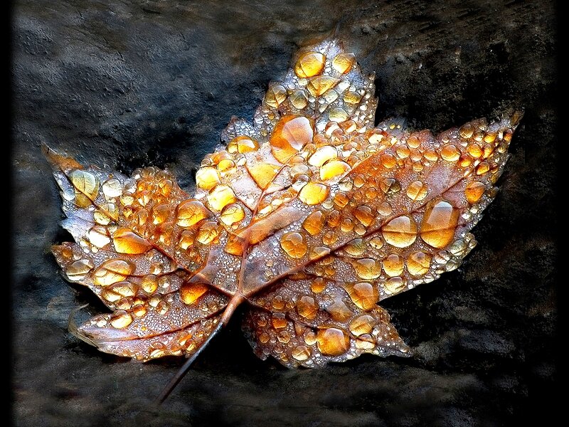 Autumn Leaf with Water Droplets — Brown